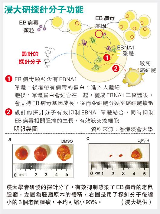 浸大研新化合物抑制腫瘤 有效阻擴散 治鼻咽癌新希望