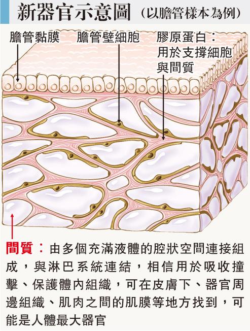 人體新器官曝光 「間質」蔓延全身 吸震兼助長癌擴散