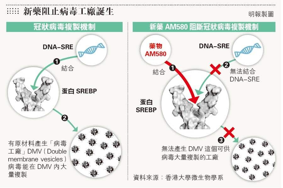 病毒工廠,新藥,袁國勇,SARS,MERS,HINI,H7N9,EV-71,寨卡,第五型腺病毒,流感,中東呼吸綜合症,腸病毒,傳染病,AM580,