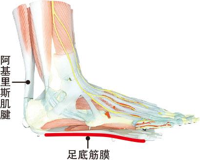 腳板痛 腳痛 尿酸痛 扁平足 楊揚 骨科 鄭志文 骨刺