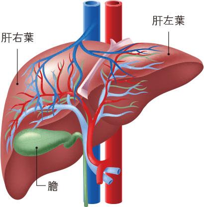 早中晚期各有對策 肝癌治療 新殺手鐧