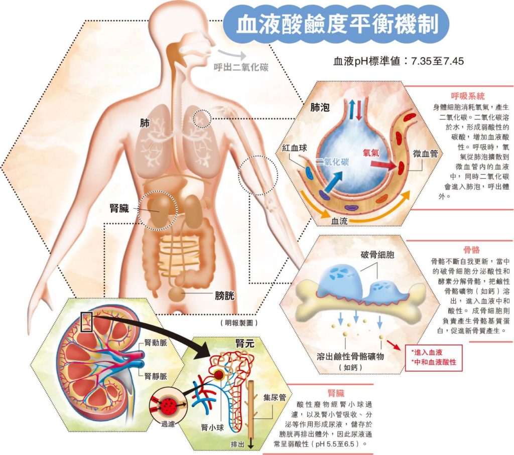 人體酸鹼自動調節 飲食改變嘥氣