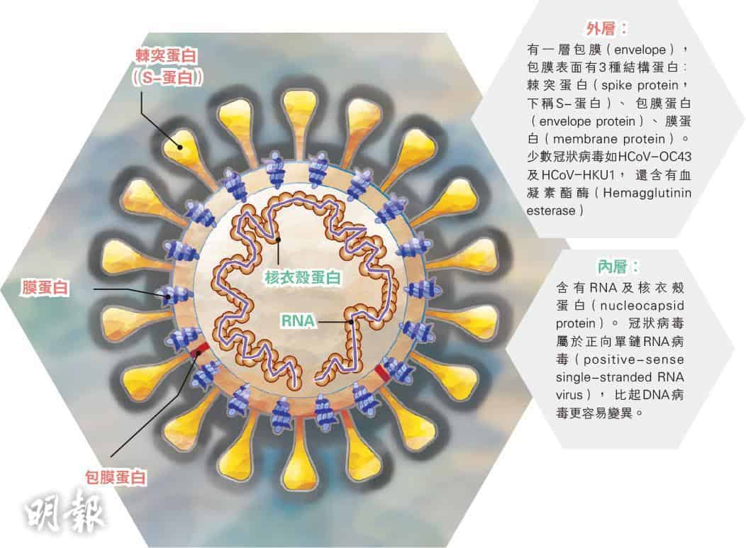 新冠肺炎｜病毒出現變種？英國部分地區現新病毒株 增長傳播更快 梁子超：有機會透過留學生輸入個案傳入 何栢良籲毋須恐慌