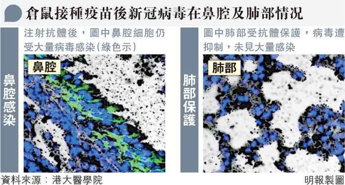 【新冠疫苗】港大醫學院研究：多種新冠疫苗對預防無症狀感染效果不理想 新冠病毒在鼻腔具大量複製能力