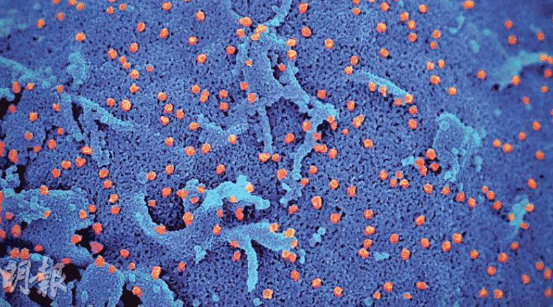 【新冠肺炎】南非新發現C.1.2變種病毒株 每年突變逾40次更具傳播性 5月至今已擴散7國 短時間增長幅度與Delta相似