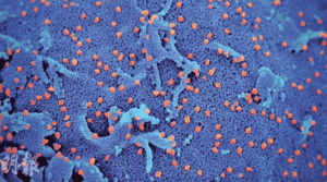 【新冠變種】病毒再變種B.1.1.529是什麼？世衛：大量基因突變 全球11個案港2宗基因排序與南非等發現相似 專家：傳染力、影響疫苗功效仍待研