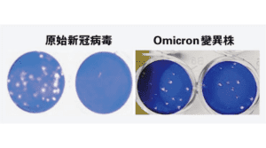 【新冠疫苗】兩大學研究：兩針復必泰面對原始新冠病毒 vs Omicron變種 中和抗體水平相距32倍 許樹昌料需接種第3劑