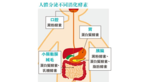 【消化不良】吃得飽滯 腸胃不適 消化酵素產品可消滯？吃菠蘿奇異果有助消化