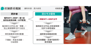 【減肥】港約30%成年人屬肥胖 BMI 30或以上 浸大研究：識別肥胖者「不知飽」機制 助傳飽肚信號控體重