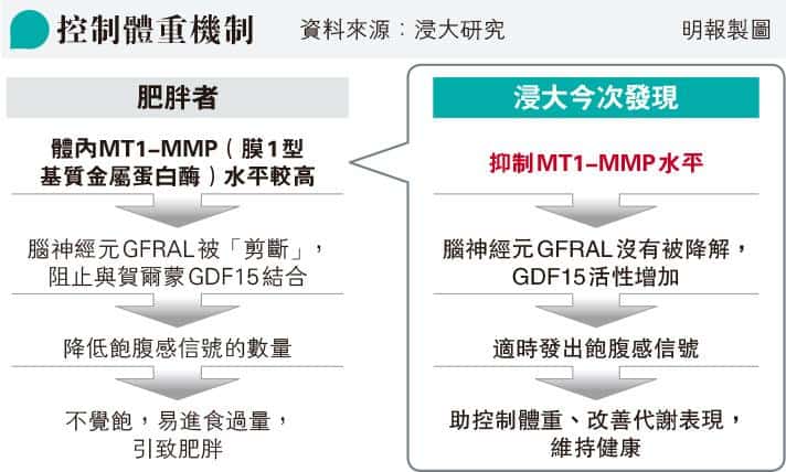 【減肥】港約30%成年人屬肥胖 BMI 30或以上 浸大研究：識別肥胖者「不知飽」機制 助傳飽肚信號控體重