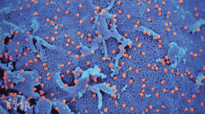 【新冠變種】研究：未曾染疫、已接種兩針復必泰 誘發中和抗體ZCB11有效對抗Omicron BA.1和BA.2