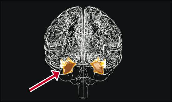 【臉盲症】無法辨認人臉 徵狀:家人朋友個樣差不多 腦癌、認知障礙患者致後天臉盲