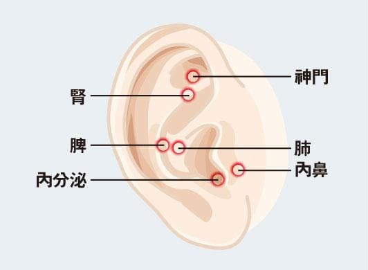 【中醫治療】中醫教路：刺激耳穴治鼻鼾