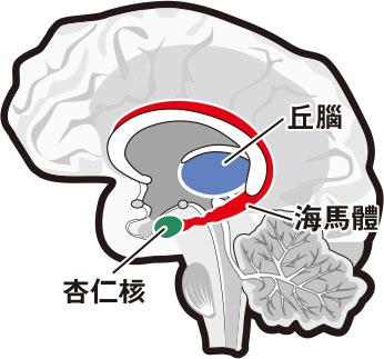 【點解會笑】笑能抗抑鬱？笑會出縐紋？擳自己唔會笑？假笑苦笑可減壓？教你笑多啲