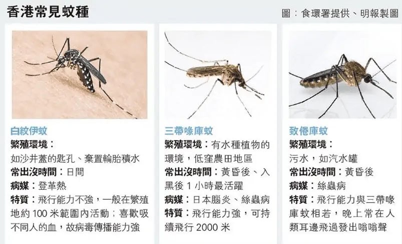 小心登革熱 今年首宗本地個案出現發燒皮疹